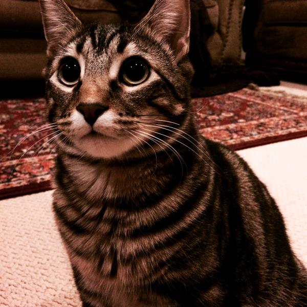 /Images/uploads/Humane Society of Utah/HSUCalendar/entries/881thumb.jpg